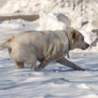 Вижу цель. :: Виктор Иванович Чернюк