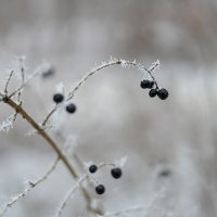 Бузина зимой :: Александр Синдерёв