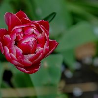 Вспомним Весну... :: Николай Саржанов