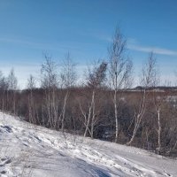 Берёзки :: Андрей Хлопонин
