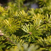 "солнечная" хвоя :: Александр Кольцов