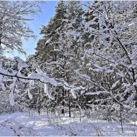 В зимнем лесу. :: Валерия Комова