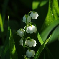 Ландыши :: Сергей Швечков