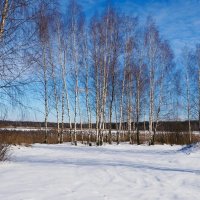 Берёзки в ожидании весны (репортаж из поездок по области). :: Милешкин Владимир Алексеевич 