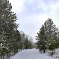 Зимняя дорога :: Любовь Сахарова