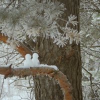 снежные голубки :: Лера 