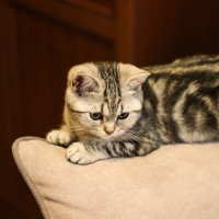 Наша кошка Соня :: Сергей Михайлов