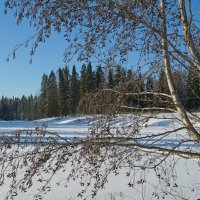 Ольха :: Сергей Целищев