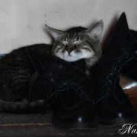 Умаялся маленький. :: Наталья Вязигина