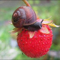 ЛАКОМКА :: Татьяна Касьяненко ЛАКОМКА :: Татьяна Касьяненко