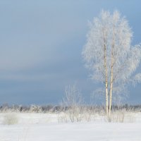 Берёзка :: Людмила 