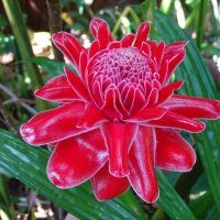 Имбирь :: Павел Трунцев