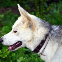 Скуби :: Алексей Просвиряков