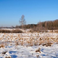 Заливной луг в феврале. :: Милешкин Владимир Алексеевич 