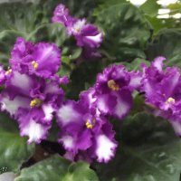 Фиалки :: Freddy 97