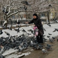 Летите голуби летите... :: Николай Саржанов