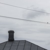 Птичка & Крыша :: Коля Лукашов Птичка & Крыша :: Коля Лукашов