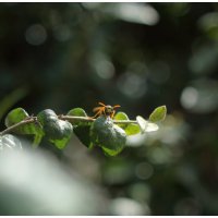оса на ветке :: Александр Кольцов