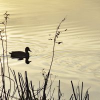 На озере :: Сергей Швечков