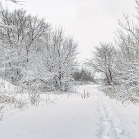 По лесной дороге.. :: Юрий Стародубцев