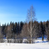 Зимой в тайге :: Сергей Борисович 