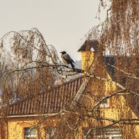 Карр!, Весна наступила! :: Петр Беляков