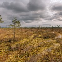 Весна на болоте :: Владимир Колесников