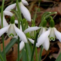 Подснежник (Galanthus) :: Сергей Карачин