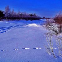 Протока Чеускина..Зайка проскакал! :: Владимир 