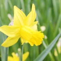 цветок :: марта Камушкина цветок :: марта Камушкина