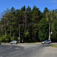 Чебоксары. Сосны Берендеевского леса. :: Пётр Чернега