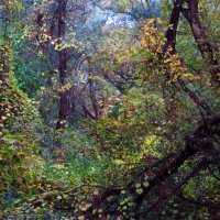 Леса акварель :: Коля Лукашов