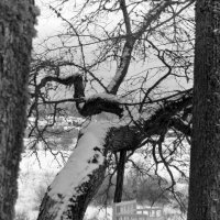 Скамья Онегина в музее-усадьбе Тригорское :: Олег Зоркий