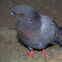 Голубь сизокрылый :: Валентин Семчишин