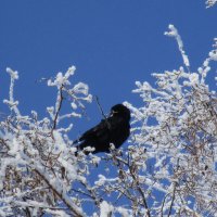 прошлогодний март :: Елена Шаламова