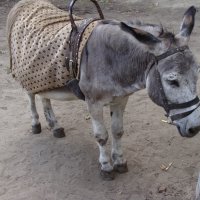 O :: Андрей Л. В.