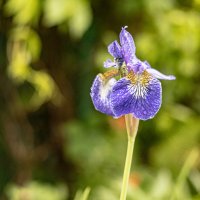 Красивый Ирис :: Анастасия Фотографовна