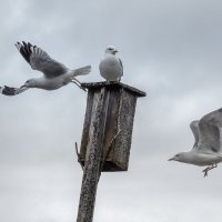 Чайки :: Владимир Колесников