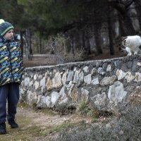 Здравствуй, котик!....Здравствуй, человек! :: Дмитрий А