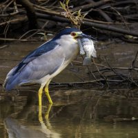 Ква-ква. :: Alexander Amromin Ква-ква. :: Alexander Amromin