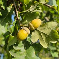 Жёлуди :: Юлия Голикова