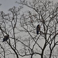 "Приборы" внешнего наблюдения :: Alexandеr P