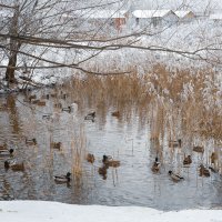 Утки на воде зимой :: Александр Синдерёв