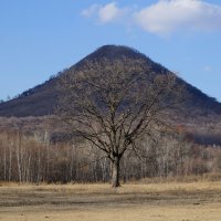 Одинокое дерево :: Эдуард Куклин