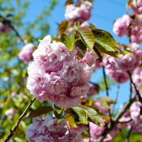 С праздником, дорогие девушки и женщины! :: Алексей Просвиряков