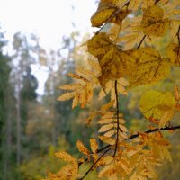 Осенний орнамент :: Олег Зоркий