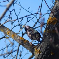 Скворцы прилетели :: Наталья Гусева