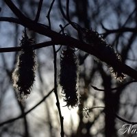 Семена. :: Наталья Вязигина