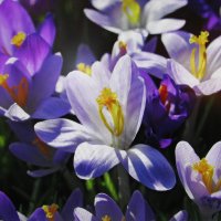 Красота в саду :: Людмила Смородинская Красота в саду :: Людмила Смородинская