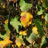 сентябрь :: Елена Шаламова сентябрь :: Елена Шаламова